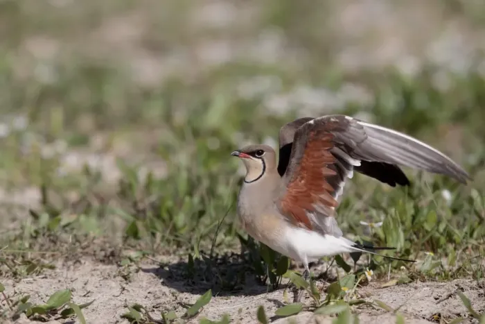 Framed Print : Collared Pratincole (Glareola pratincola) adult, stretching wings, standing on ground, Southern Spain april Framed Print : Collared Pratincole (Glareola pratincola) adult, stretching wings, standing on ground, Southern Spain april