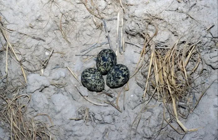 Framed Print : Collared Pratincole (Glareola pratincola) Eggs on ground