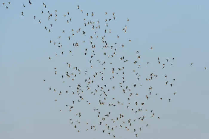 Framed Print : Collared Pratincole (Glareola pratincola) flock, in flight, Chobe River, Chobe N. P. Botswana, July Framed Print : Collared Pratincole (Glareola pratincola) flock, in flight, Chobe River, Chobe N. P. Botswana, July