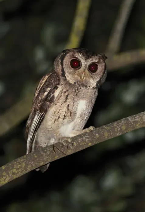 Framed Print : Collared Scops-owl (Otus lettia) adult, perched on branch at night, Hong Kong, China, october