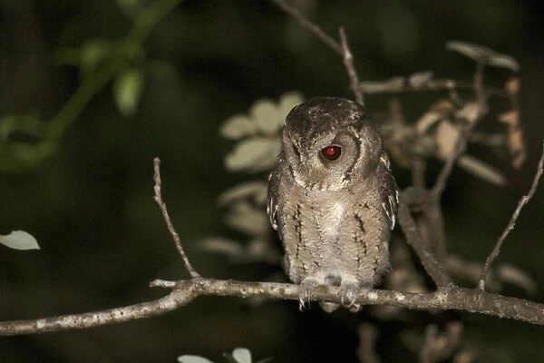 Collared Scops-owl (Otus lettia) adult, perched on branch at night, Hong Kong, China, October