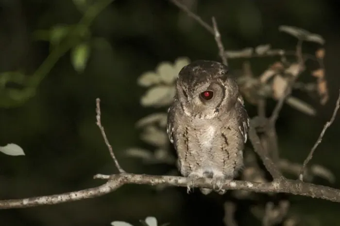 Framed Print : Collared Scops-owl (Otus lettia) adult, perched on branch at night, Hong Kong, China, October Framed Print : Collared Scops-owl (Otus lettia) adult, perched on branch at night, Hong Kong, China, October