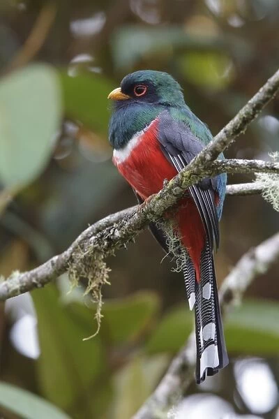Collared Trogon (Trogon collaris) adult male, perched on branch, San Isidro, Andes, Napo Province, Ecuador, February