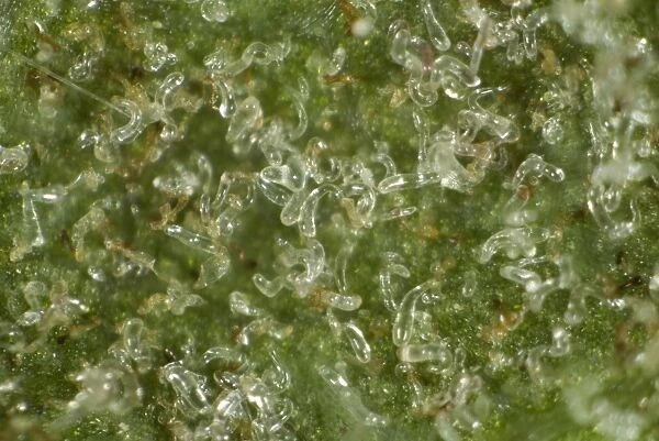 Colony of gall mites, Aceria pseudoplatani, on the underside of a sycamore leaf