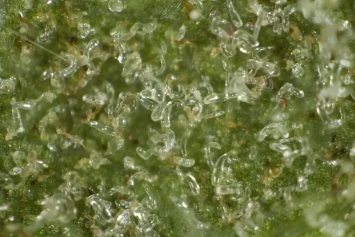 Framed Print : Colony of gall mites, Aceria pseudoplatani, on the underside of a sycamore leaf Framed Print : Colony of gall mites, Aceria pseudoplatani, on the underside of a sycamore leaf