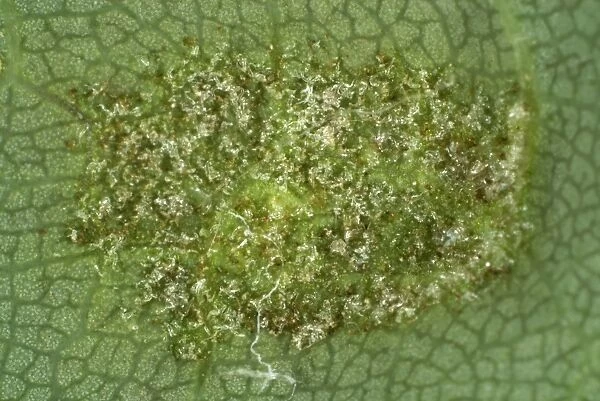 Colony of gall mites, Aceria pseudoplatani, on the underside of a sycamore leaf