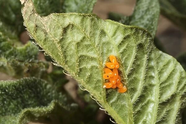 Colorado Potato Beetle (Leptinotarsa decemlineata) introduced pest species, eggs, on potato leaf, Pyrenees, Ariege, France, may