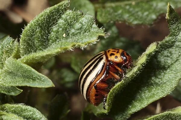 Colorado Potato Beetle (Leptinotarsa decemlineata) introduced pest species, adult, on potato leaf, Pyrenees, Ariege, France, may