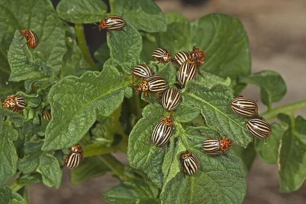 Colorado Potato Beetle (Leptinotarsa decemlineata) introduced pest species, adults, group on potato plant