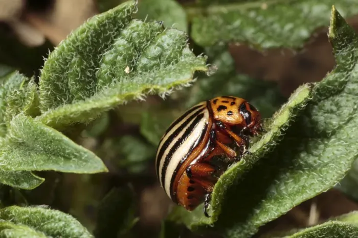 Framed Print : Colorado Potato Beetle (Leptinotarsa decemlineata) introduced pest species, adult, on potato leaf, Pyrenees, Ariege, France, may Framed Print : Colorado Potato Beetle (Leptinotarsa decemlineata) introduced pest species, adult, on potato leaf, Pyrenees, Ariege, France, may