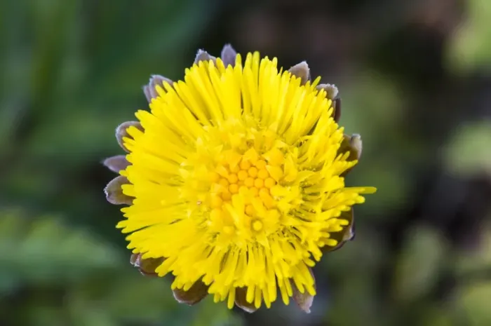 Framed Print : Coltsfoot (Tussilago farfara) close-up of flower, Crossness Nature Reserve, Bexley, Kent, England, march Framed Print : Coltsfoot (Tussilago farfara) close-up of flower, Crossness Nature Reserve, Bexley, Kent, England, march