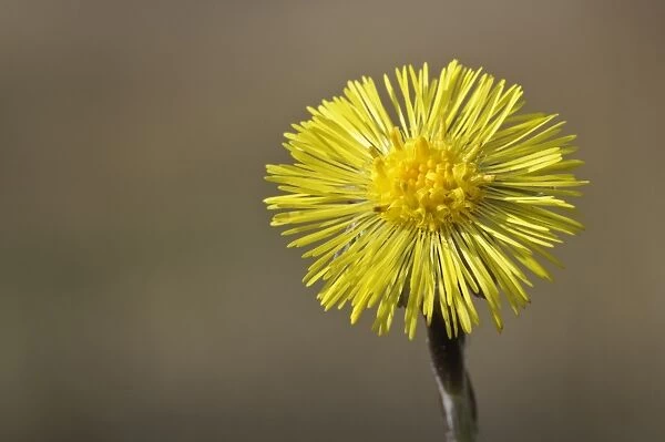 Coltsfoot (Tussilago farfara) close-up of flower, Blashford Lakes Nature Reserve, Avon Valley, New Forest N. P