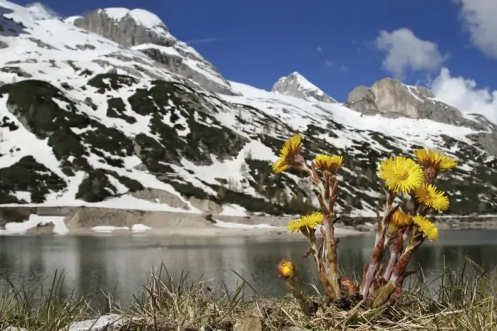 Framed Print : Coltsfoot (Tussilago farfara) flowering, growing in alpine habitat, Marmolada, Dolomites, Italian Alps, Northern Italy Framed Print : Coltsfoot (Tussilago farfara) flowering, growing in alpine habitat, Marmolada, Dolomites, Italian Alps, Northern Italy