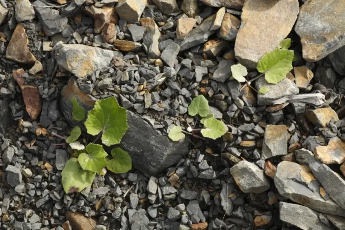 Framed Print : Coltsfoot (Tussilago farfara) leaves, growing out of quarry waste, Powys, Wales, august Framed Print : Coltsfoot (Tussilago farfara) leaves, growing out of quarry waste, Powys, Wales, august