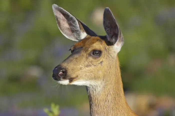 Framed Print : Columbian Black-tailed Deer (Odocoileus hemionus columbianus) doe, close-up of head, in subalpine meadow, Mount Rainier N. P. Washington State, U. S. A Framed Print : Columbian Black-tailed Deer (Odocoileus hemionus columbianus) doe, close-up of head, in subalpine meadow, Mount Rainier N. P. Washington State, U. S. A