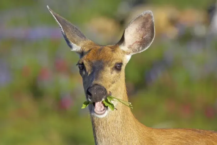 Framed Print : Columbian Black-tailed Deer (Odocoileus hemionus columbianus) doe, close-up of head, feeding in subalpine meadow Framed Print : Columbian Black-tailed Deer (Odocoileus hemionus columbianus) doe, close-up of head, feeding in subalpine meadow