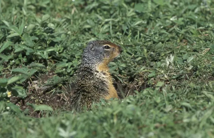 Framed Print : Columbian Ground Squirrel (Spermophilus columbianus) Glacier National Park, Montana, USA Framed Print : Columbian Ground Squirrel (Spermophilus columbianus) Glacier National Park, Montana, USA