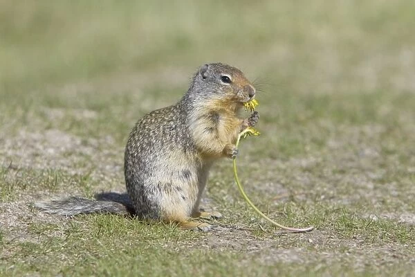 Columbian Ground Squirrel (Urocitellus columbianus) adult, feeding on dandelion flower, Rocky Mountains, Alberta