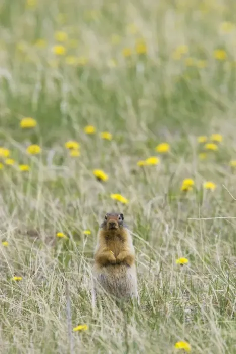 Framed Print : Columbian Ground Squirrel (Urocitellus columbianus) adult, alert, standing on lookout, Rocky Mountains, Alberta, Canada, june Framed Print : Columbian Ground Squirrel (Urocitellus columbianus) adult, alert, standing on lookout, Rocky Mountains, Alberta, Canada, june