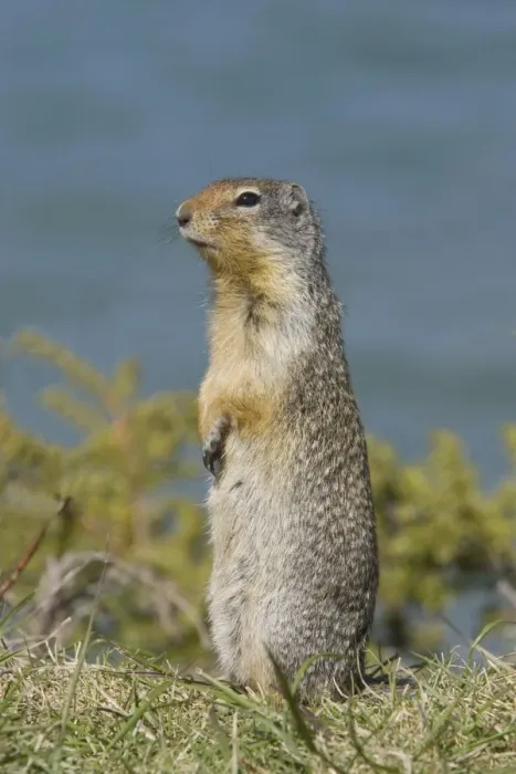 Framed Print : Columbian Ground Squirrel (Urocitellus columbianus) adult, alert, standing on lookout, Rocky Mountains, Alberta, Canada, june Framed Print : Columbian Ground Squirrel (Urocitellus columbianus) adult, alert, standing on lookout, Rocky Mountains, Alberta, Canada, june