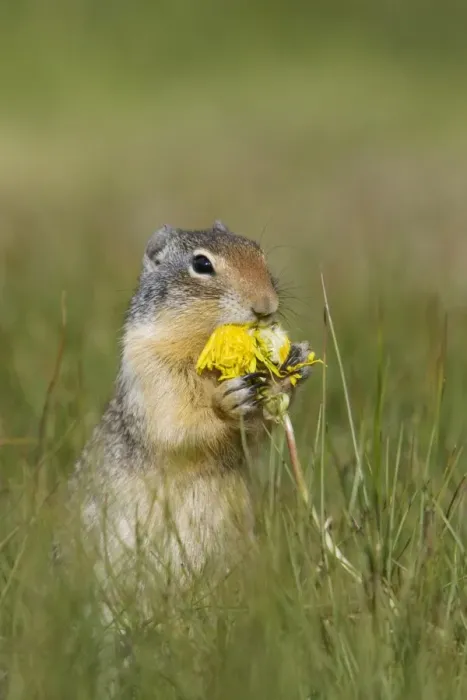 Framed Print : Columbian Ground Squirrel (Urocitellus columbianus) adult, feeding on dandelion flower, Rocky Mountains, Alberta, Canada, june Framed Print : Columbian Ground Squirrel (Urocitellus columbianus) adult, feeding on dandelion flower, Rocky Mountains, Alberta, Canada, june