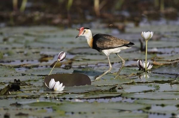 Comb-crested Jacana (Irediparra gallinacea) adult, standing on waterlily pads, with bees in flight, Kakadu N. P