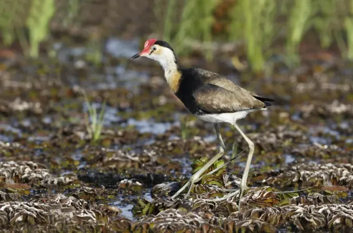 Framed Print : Comb-crested Jacana (Irediparra gallinacea) adult, standing on aquatic vegetation, Kakadu N. P