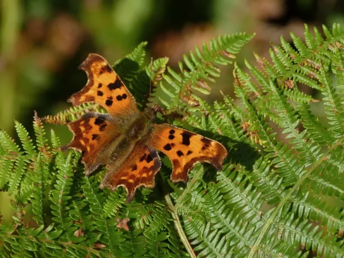 Framed Print : Comma (Polygonia c-album) adult, sunning on bracken frond, Gloucestershire, England, september Framed Print : Comma (Polygonia c-album) adult, sunning on bracken frond, Gloucestershire, England, september