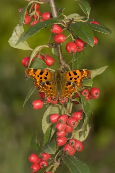 Framed Print : Comma (Polygonia c-album) adult, resting on cotoneaster with berries in garden, England, september