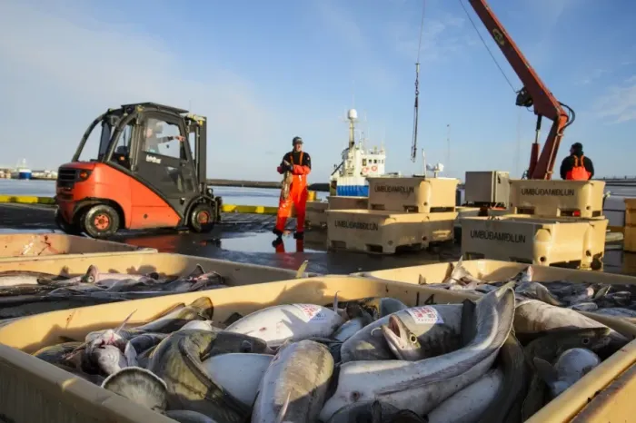 Framed Print : Commercial fishing, unloading and sorting Atlantic Cod (Gadus morhua) and Common Ling (Molva molva) catch in harbour Framed Print : Commercial fishing, unloading and sorting Atlantic Cod (Gadus morhua) and Common Ling (Molva molva) catch in harbour