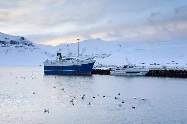 Commercial fishing boats, Common Eider (Somateria mollissima) and seagull flock in coastal harbour, Grundarfjordur