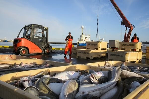 Commercial fishing, unloading and sorting Atlantic Cod (Gadus morhua) and Common Ling (Molva molva) catch in harbour