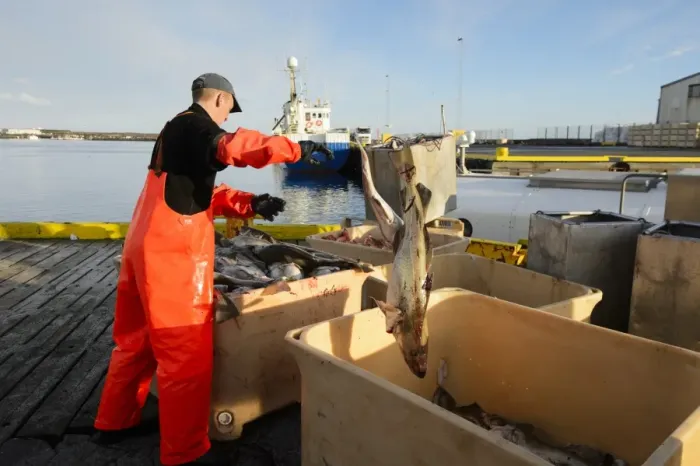Framed Print : Commercial fishing, unloading and sorting Atlantic Cod (Gadus morhua) catch in harbour, Grindavik, Southern Peninsula Framed Print : Commercial fishing, unloading and sorting Atlantic Cod (Gadus morhua) catch in harbour, Grindavik, Southern Peninsula