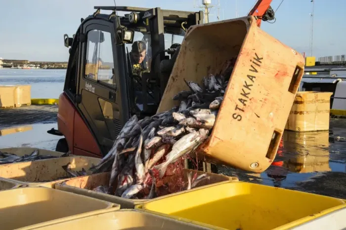Framed Print : Commercial fishing, unloading and sorting Atlantic Cod (Gadus morhua) catch in harbour, Grindavik, Southern Peninsula Framed Print : Commercial fishing, unloading and sorting Atlantic Cod (Gadus morhua) catch in harbour, Grindavik, Southern Peninsula