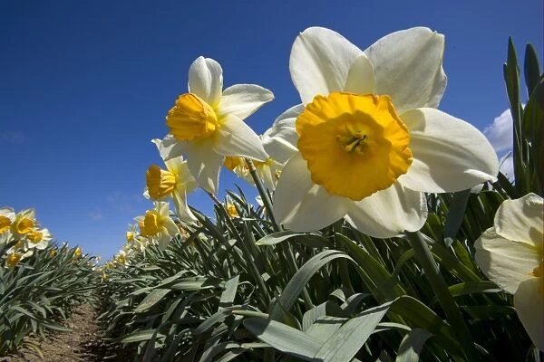 Commercial flower crop, Daffodil (Narcissus sp. ) flowering, growing in field, Happisburgh, Norfolk, England, march