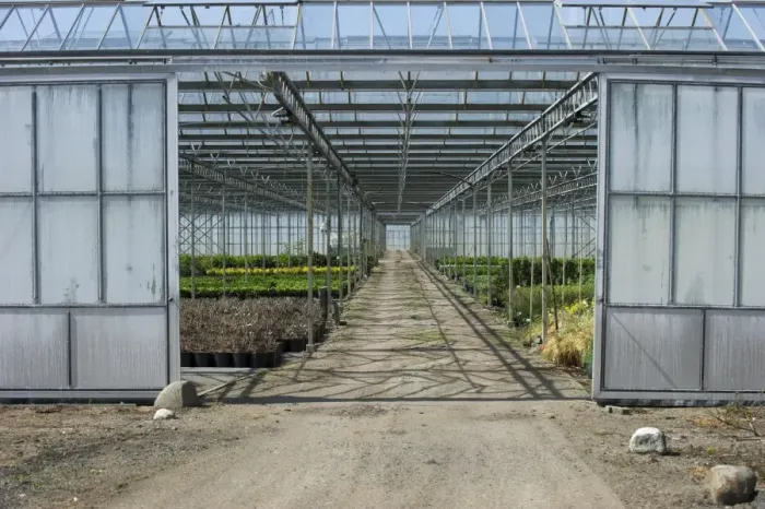 Framed Print : Commercial greenhouse, Jutland (Jylland), Denmark, may Framed Print : Commercial greenhouse, Jutland (Jylland), Denmark, may