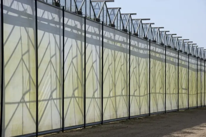 Framed Print : Commercial greenhouse shading, Jutland (Jylland), Denmark, may Framed Print : Commercial greenhouse shading, Jutland (Jylland), Denmark, may