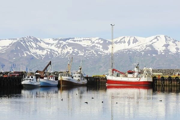 Commerical fishing boats and Common Eider (Somateria mollissima) flock in coastal harbour, Husavik, Skjalfandi Bay