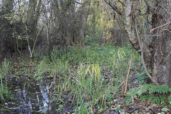 Common Alder (Alnus glutinosa) alder carr wet woodland habitat, Fen Alder Carr L. N. R