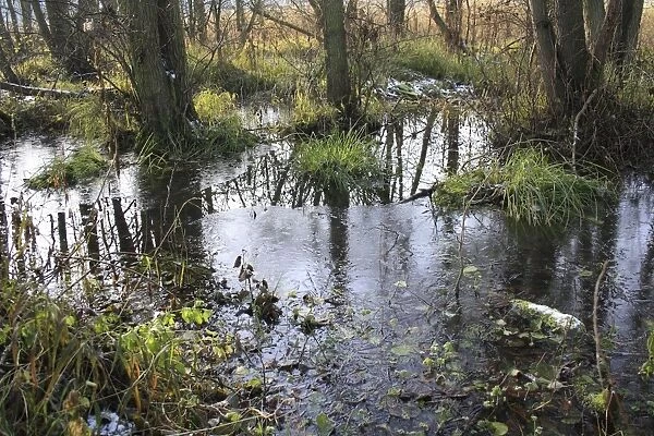 Common Alder (Alnus glutinosa) alder carr wet woodland habitat with ice, in river valley fen