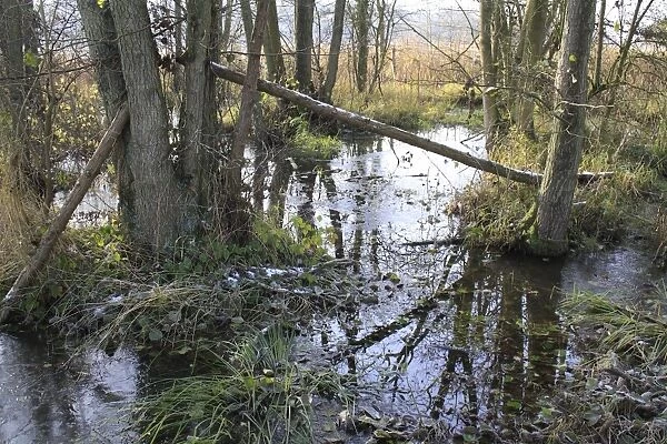 Common Alder (Alnus glutinosa) alder carr wet woodland habitat with ice, in river valley fen