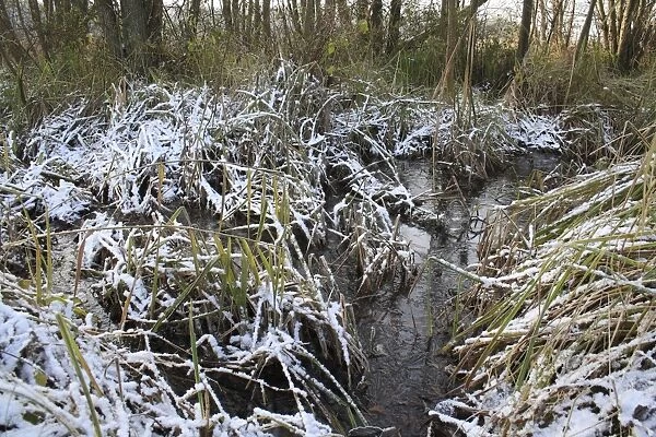 Common Alder (Alnus glutinosa) alder carr wet woodland habitat, with snow covered reeds and sedges