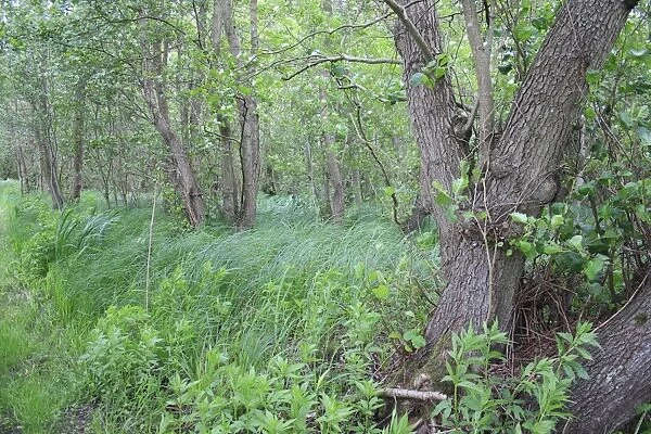 Common Alder (Alnus glutinosa) alder carr wet woodland, Old Fen, Thelnetham Fen, Little Ouse Valley, Suffolk, England