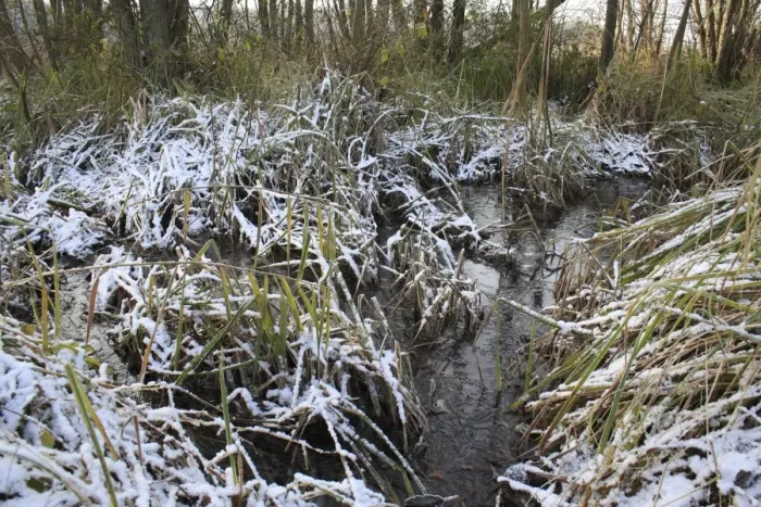 Framed Print : Common Alder (Alnus glutinosa) alder carr wet woodland habitat, with snow covered reeds and sedges Framed Print : Common Alder (Alnus glutinosa) alder carr wet woodland habitat, with snow covered reeds and sedges