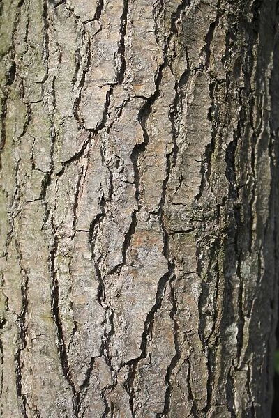 Common Alder (Alnus glutinosa) close-up of bark, growing in alder carr wet woodland, in valley fen reserve, Hopton Fen