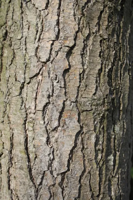 Framed Print : Common Alder (Alnus glutinosa) close-up of bark, growing in alder carr wet woodland, in valley fen reserve, Hopton Fen Framed Print : Common Alder (Alnus glutinosa) close-up of bark, growing in alder carr wet woodland, in valley fen reserve, Hopton Fen