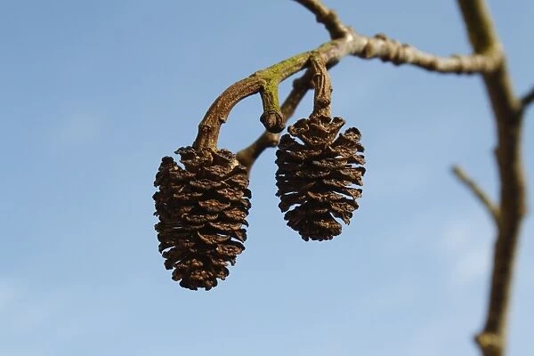 Common Alder (Alnus glutinosa) close-up of fruit, Thornham Magna, Suffolk, England, March