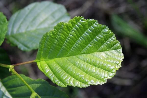 Common Alder (Alnus glutinosa) close-up of leaf, growing in carr wet woodland in valley fen reserve, Roydon Fen