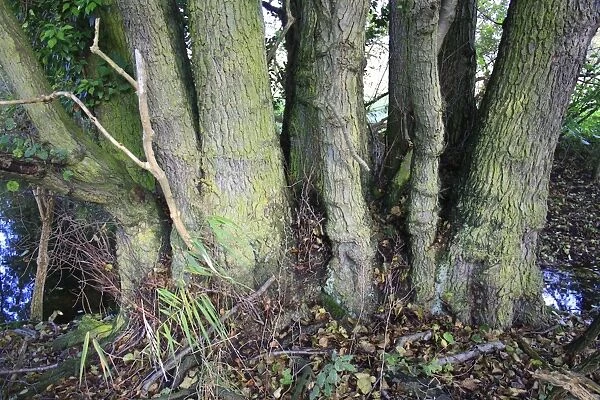 Common Alder (Alnus glutinosa) close-up of multiple trunks, growing in alder carr wet woodland, in valley fen reserve