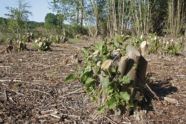 Common Alder (Alnus glutinosa) coppiced stool with new growth, in river valley fen, Great Fen